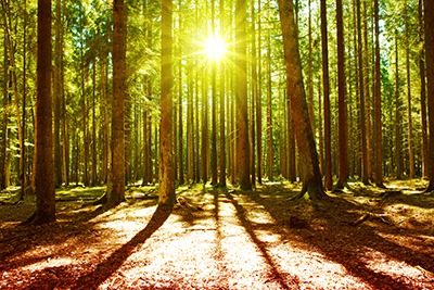 Baumbestattung im FriedWald