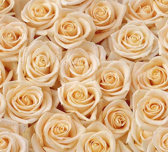 Herz aus weißen Rosen