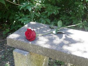 Compact Bestattungen Berlin Pankow anonyme Feuerbestattung Rose auf Steinbank